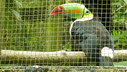 Костарика ги затвора сите зоолошки градини, животните на слобода